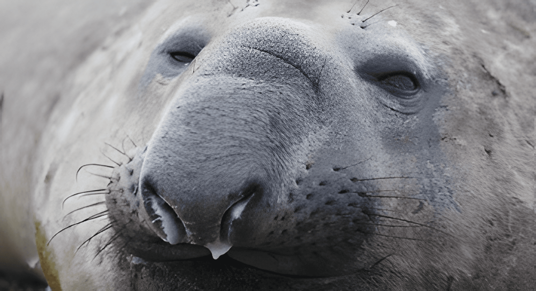 The Unsuspected Effect of Avian Flu Across Pinniped Populations